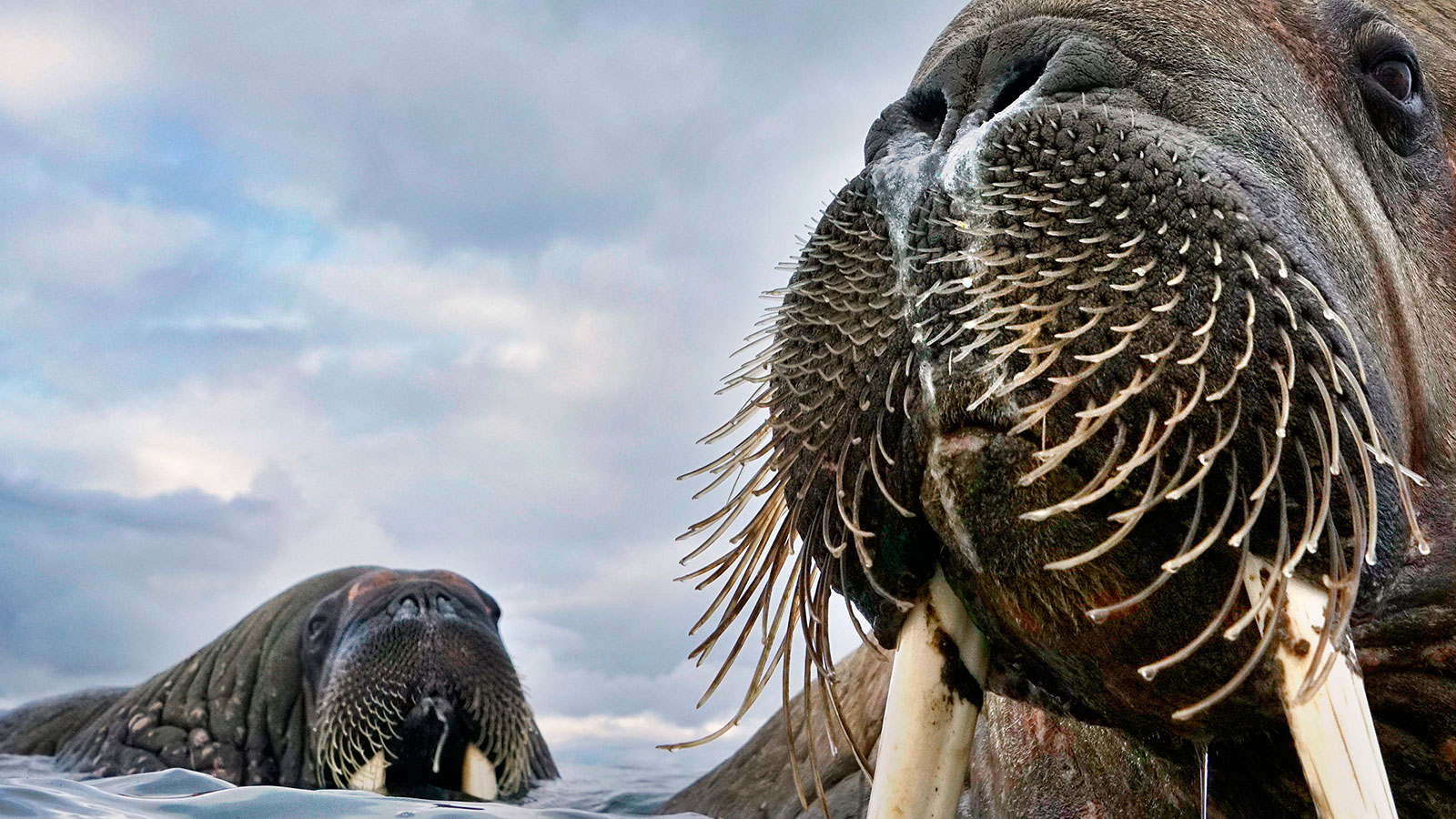 Fotografías ganadoras del "Wildlife Photographer of the Year 2018"