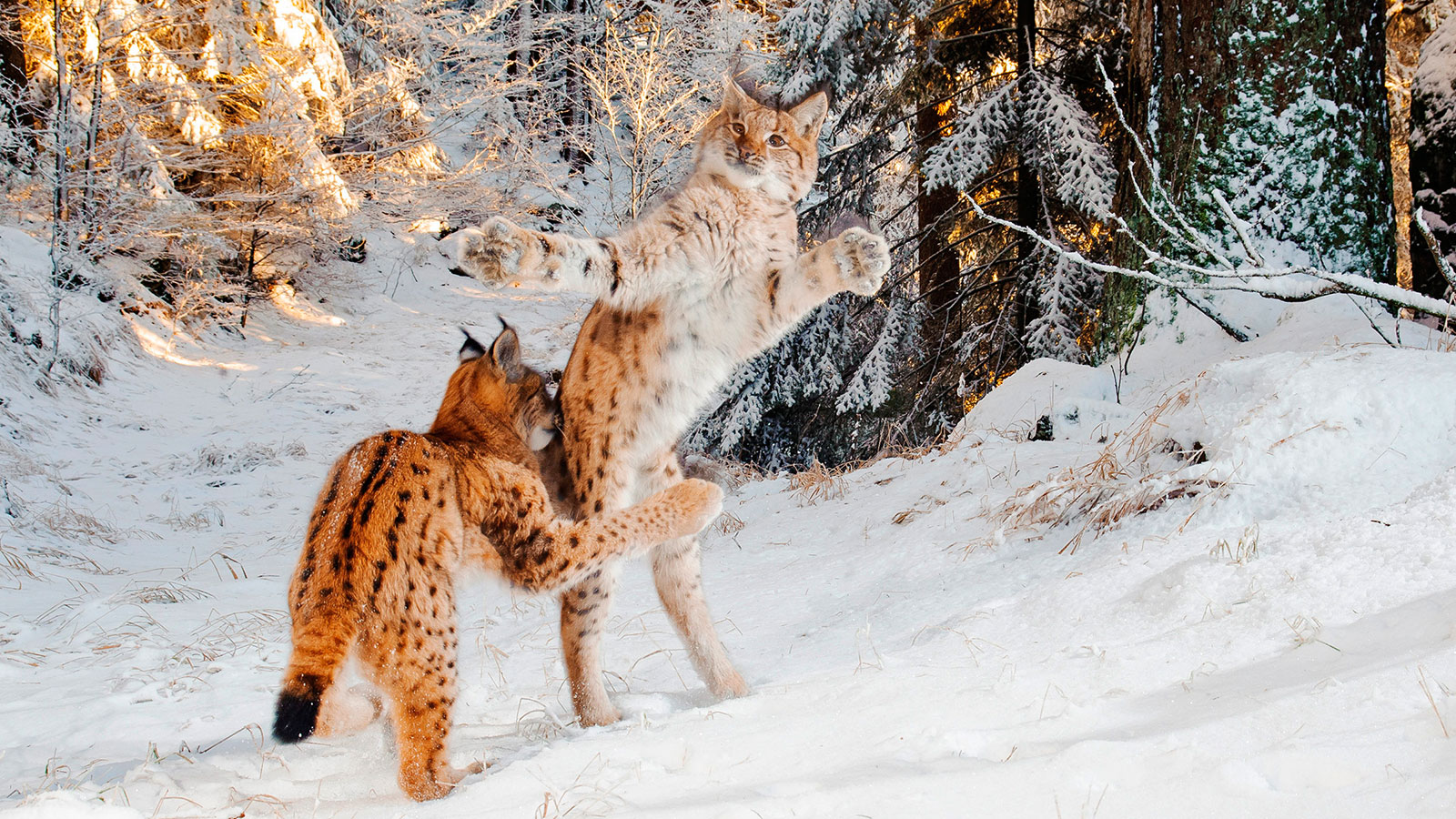 Fotografías ganadoras del "Wildlife Photographer of the Year 2018"