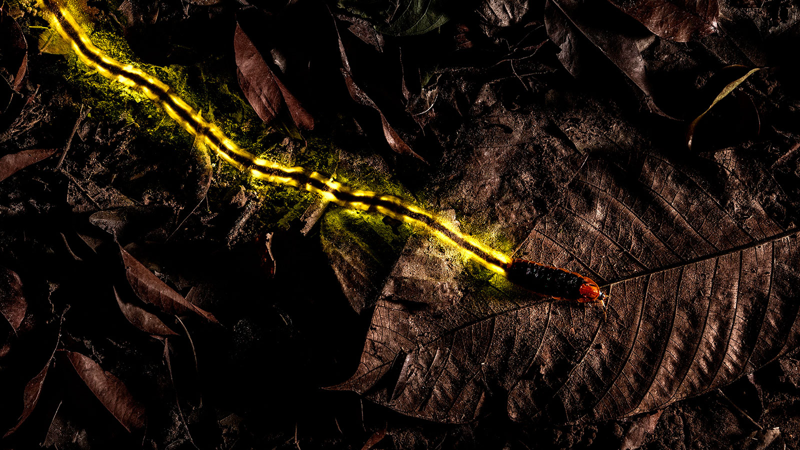 Fotografías ganadoras del "Wildlife Photographer of the Year 2018"