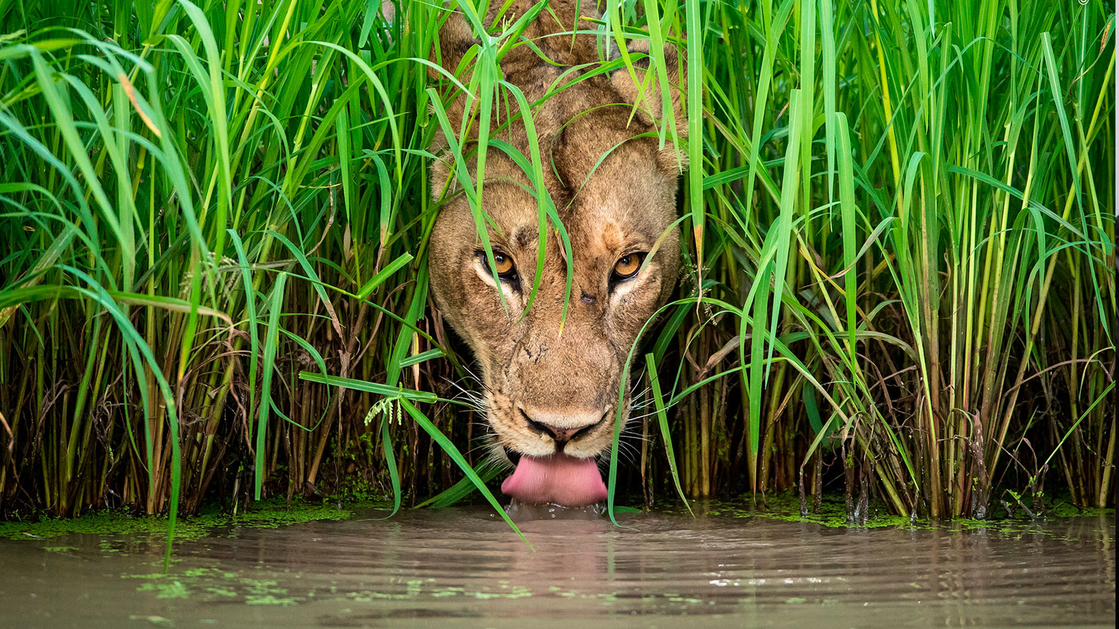 Fotografías ganadoras del "Wildlife Photographer of the Year 2018"