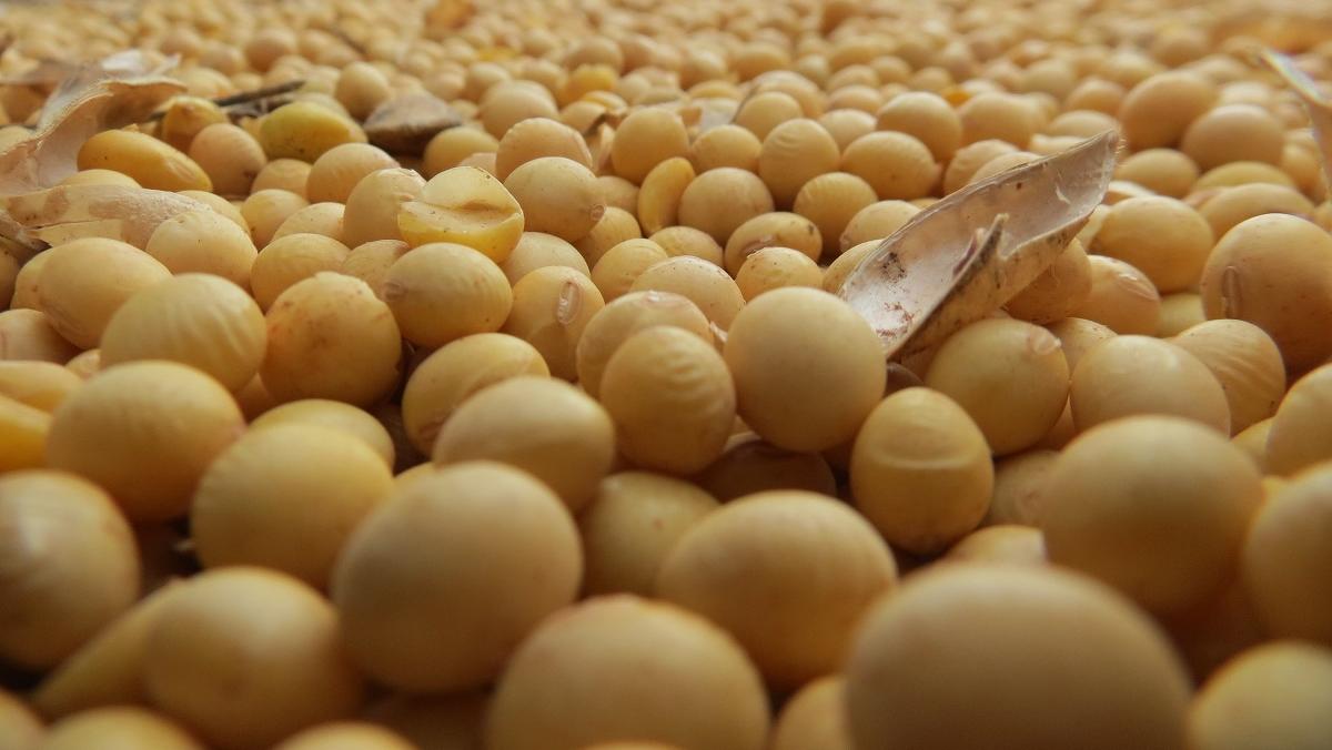 Aceiteras le caen al gobierno y amenazan con despidos y cierres de plantas