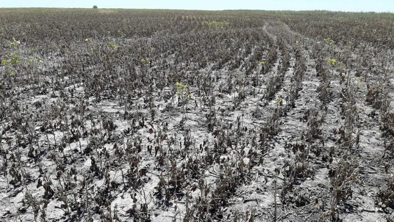 La sequía hizo estragos en la cosecha gruesa de la región.