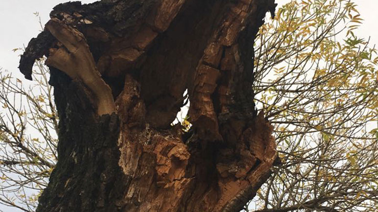 Un árbol está a punto de caerse sobre una transitada esquina de la ciudad