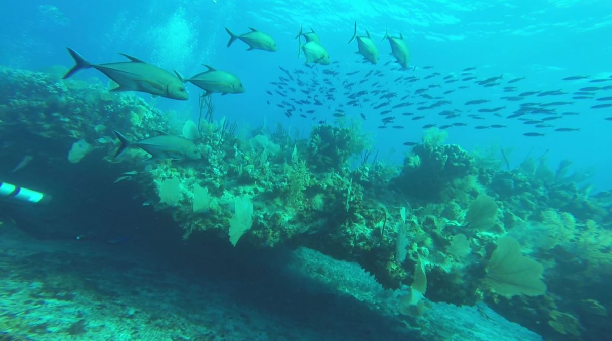 Una divertida oportunidad para conocer los secretos que esconde el mar