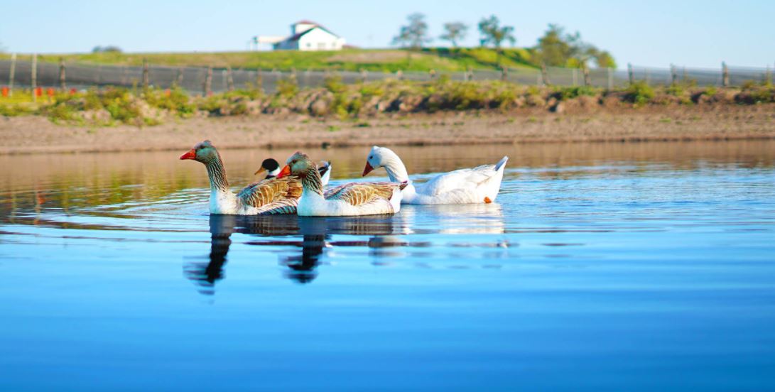 Avistaje y contemplación en la laguna de los gansos.