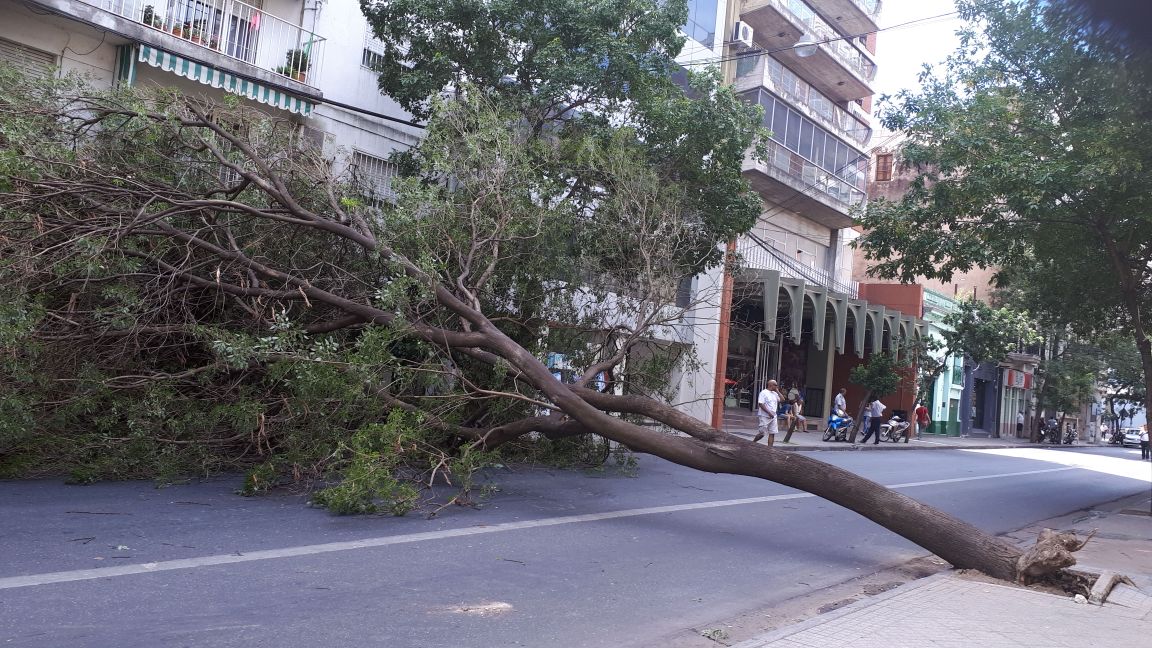 El árbol acostado de vereda a vereda, impidiendo el paso de vehículos.