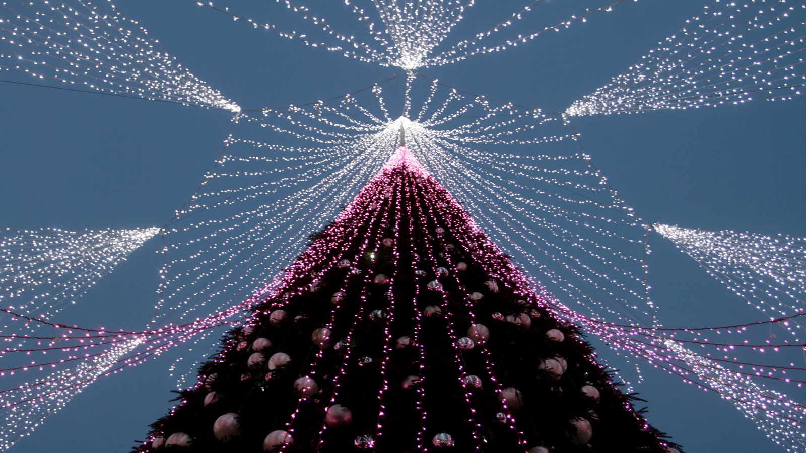 El árbol está ubicado en la plaza de la Catedral de la ciudad (EFE)