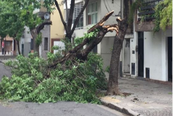 Árbol caído en Cochabamba al 300 (@rcalito)
