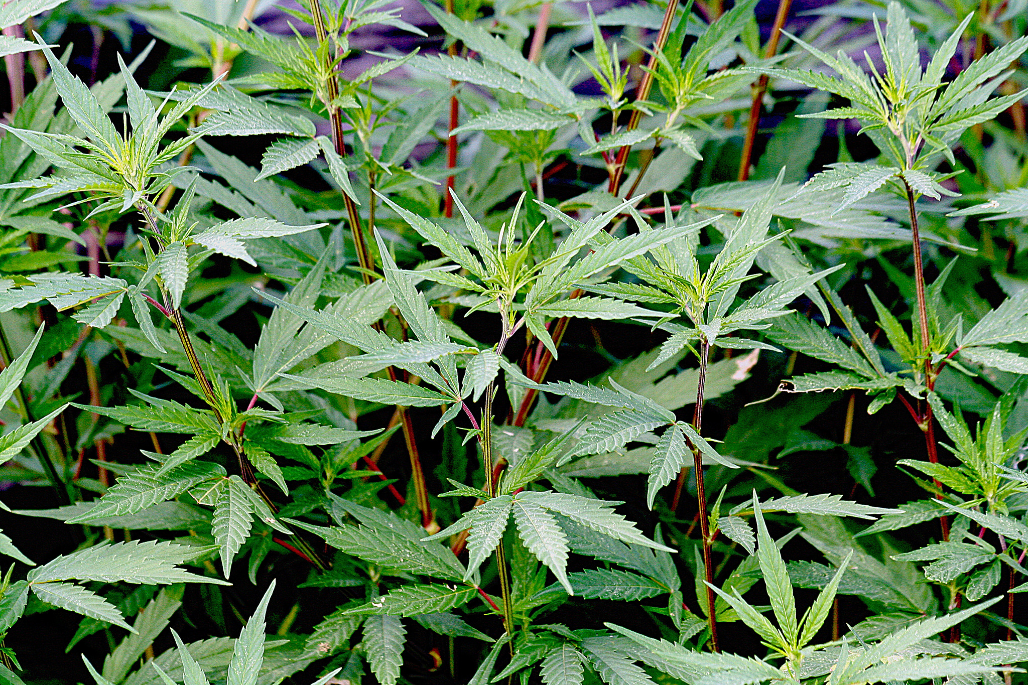 La marihuana ahora es legal en México