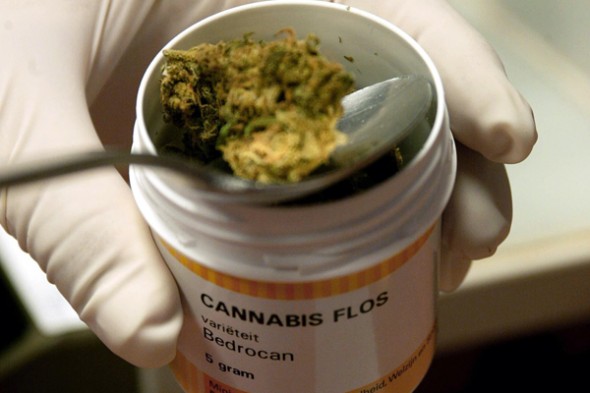 Cannabis medicinal, fuera de la agenda política