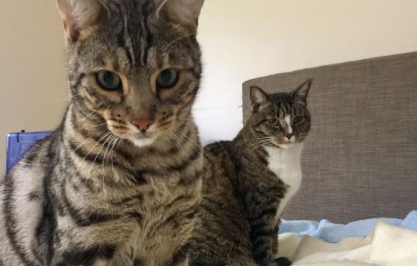 Varios felinos fueron intoxicados en el último mes.