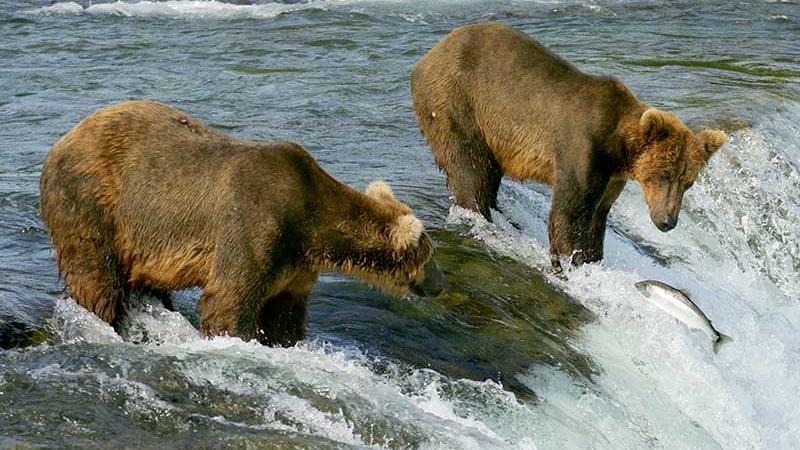 A partir de una iniciativa de Google se puede ver en directo a los osos pardo de Alaska.
