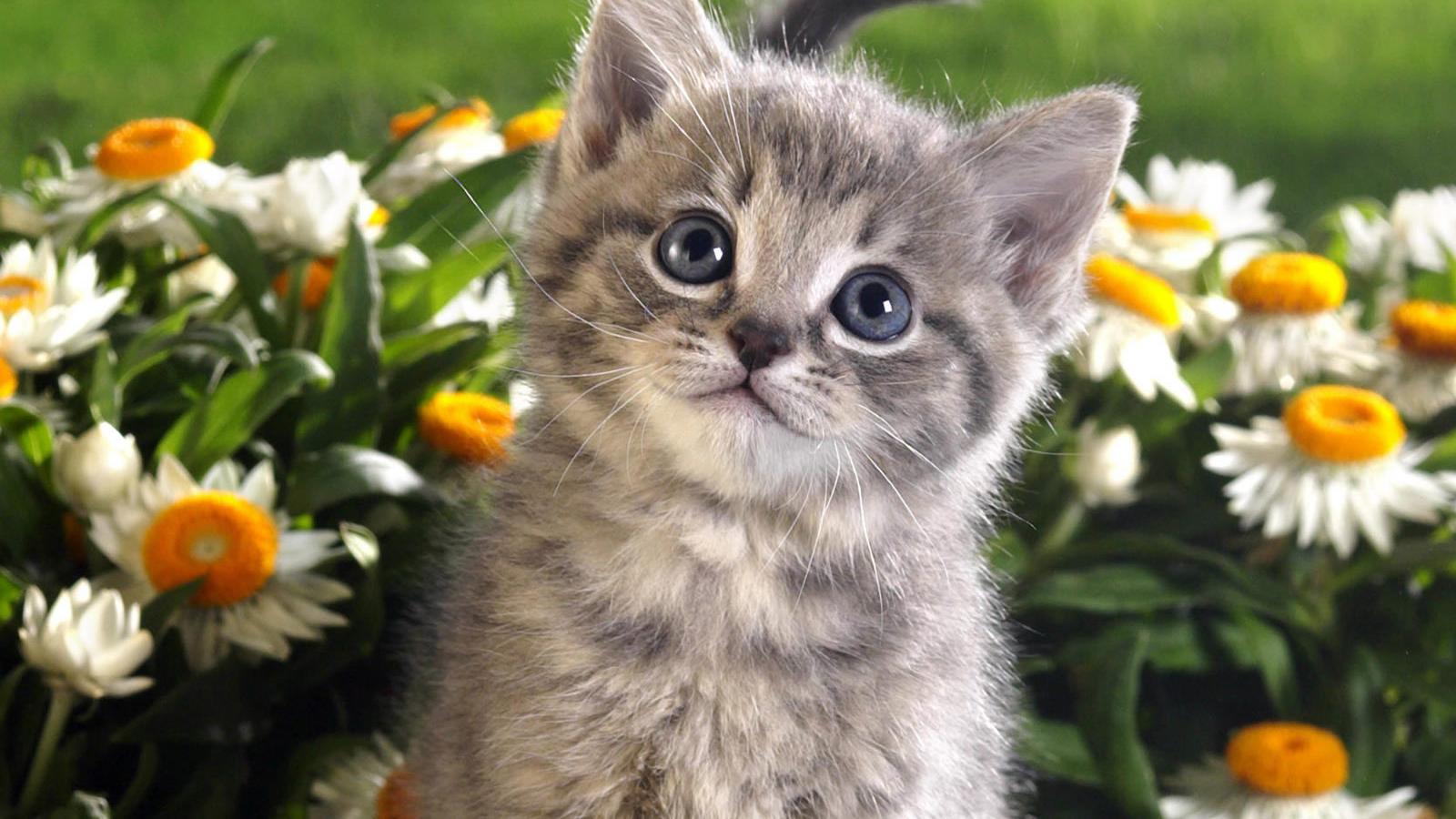 Presentó un informe a sus padres para convencerlos de tener un gato
