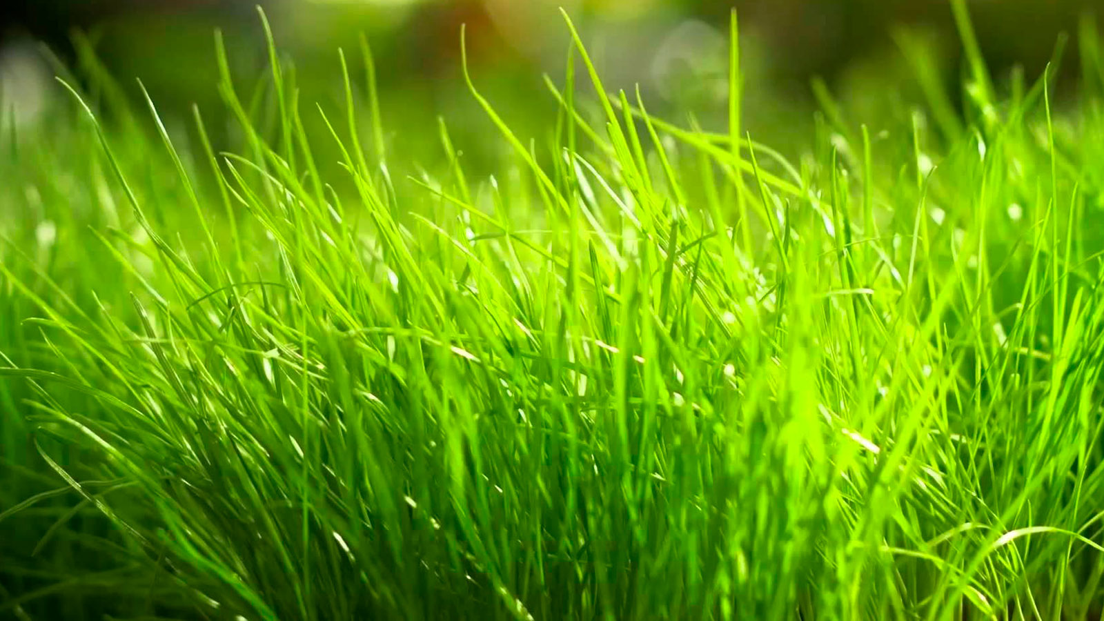 No es lo mismo pasto que cultivo: la diferencia de absorción en imágenes