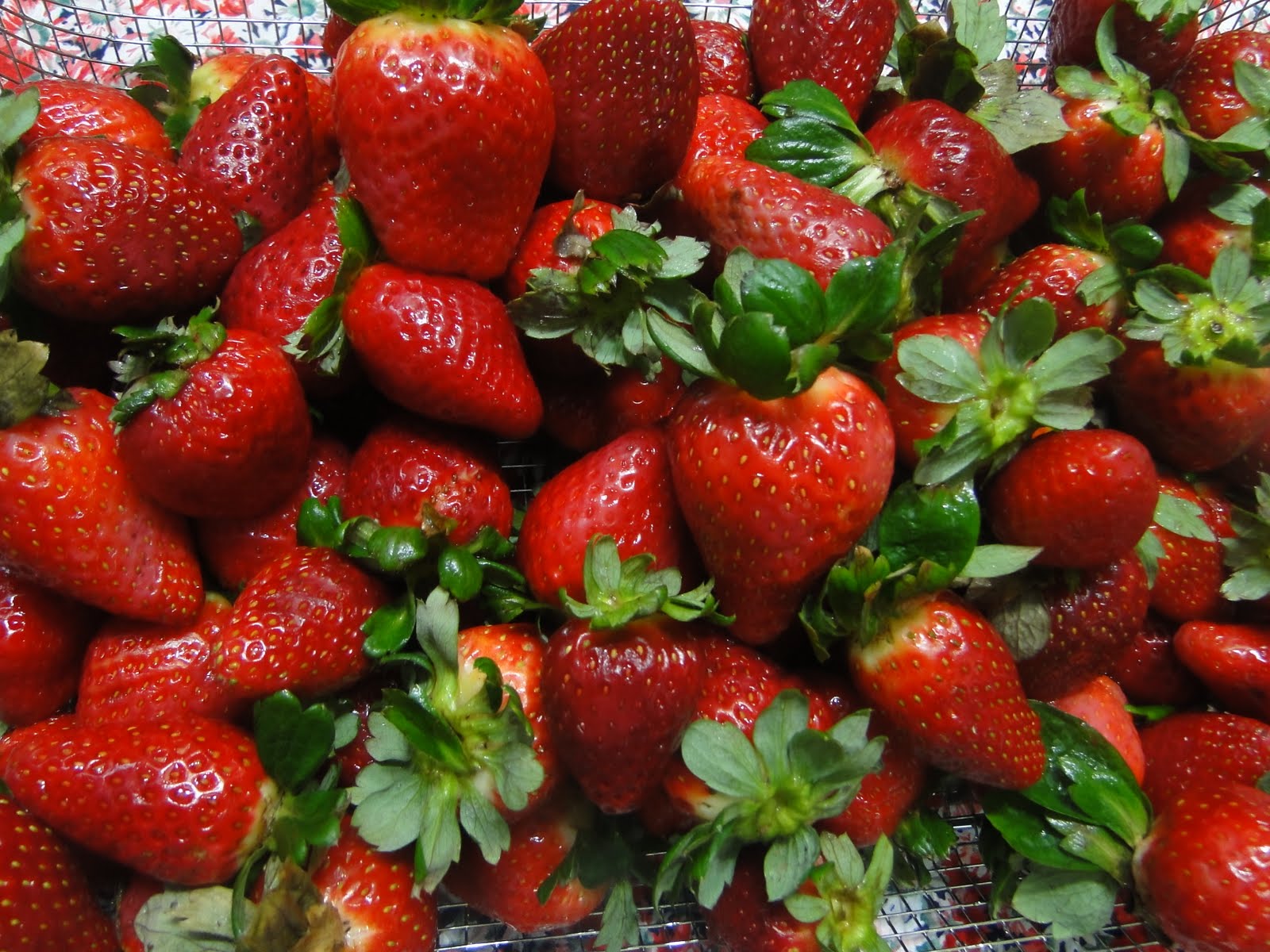 Frutilleros temen fundirse si aumenta la importación ahora, en la cosecha 