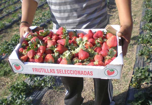 De una importación de 23 toneladas el año pasado, saltó a 120.