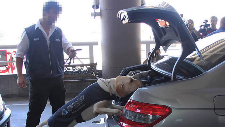 Los perros de la AFIP que detectan dólares realizan un entrenamiento exhaustivo