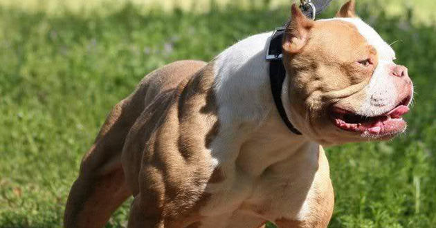 Dos pitbull mataron a otros perros y un grupo de niños se salvó de milagro