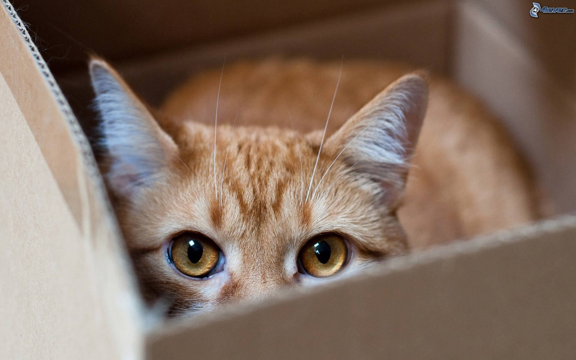 Definitivamente, no vayas a Vietnam si sos gato.