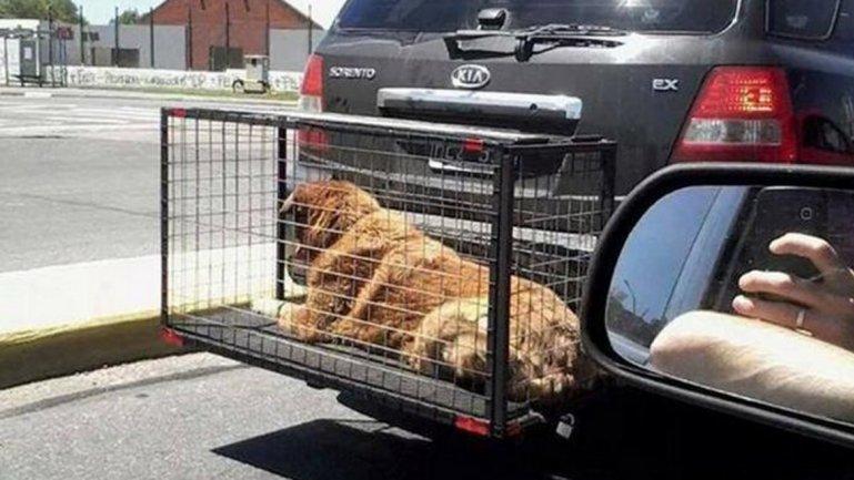 ¿Qué son los Portaperros?