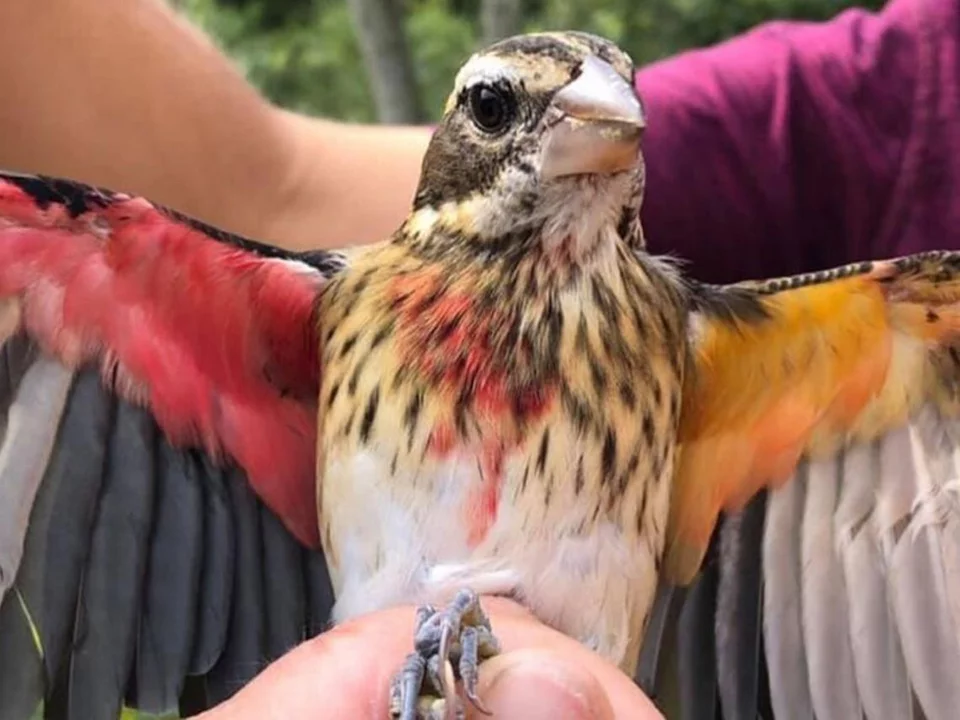 Hallan a un particular pájaro que es mitad macho y mitad hembra