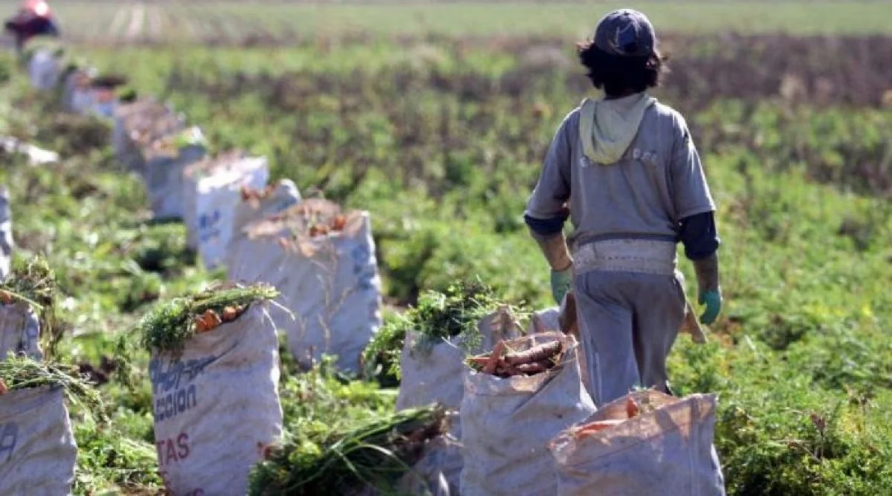 Encuentro virtual para diseñar políticas que erradiquen el trabajo infantil rural