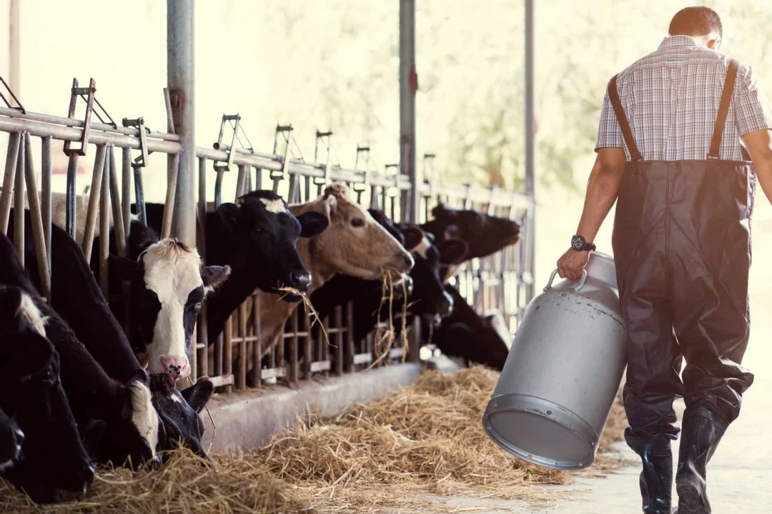Leche más económica pasteurizadora en orígen