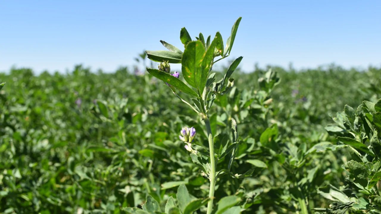 Empresa de Santiago del Estero exporta alfalfa a Medio Oriente