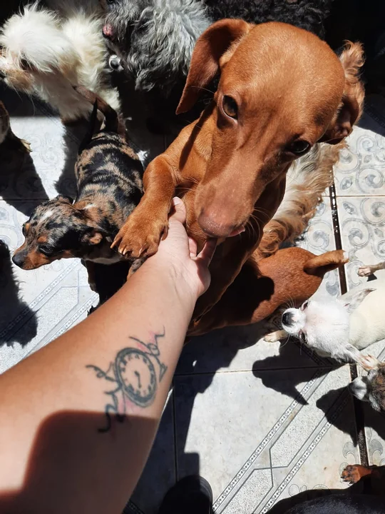 Los 150 perros hacinados serán trasladados para su adopción