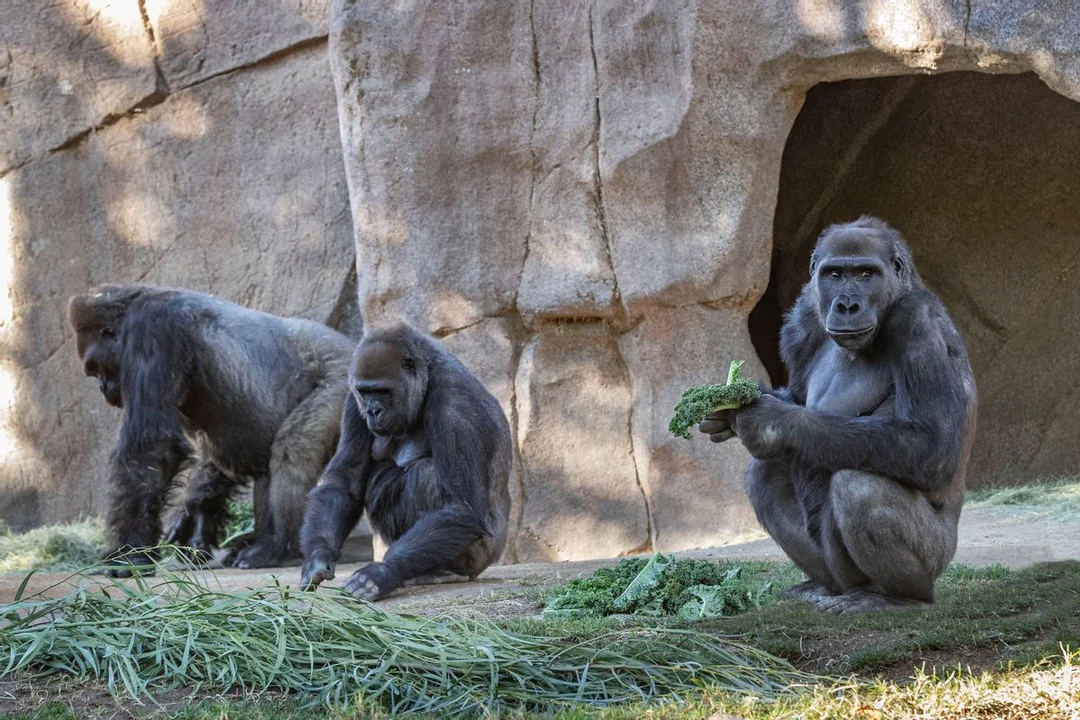 Gorilas dieron positivo por Covid en un zoológico de Estados Unidos