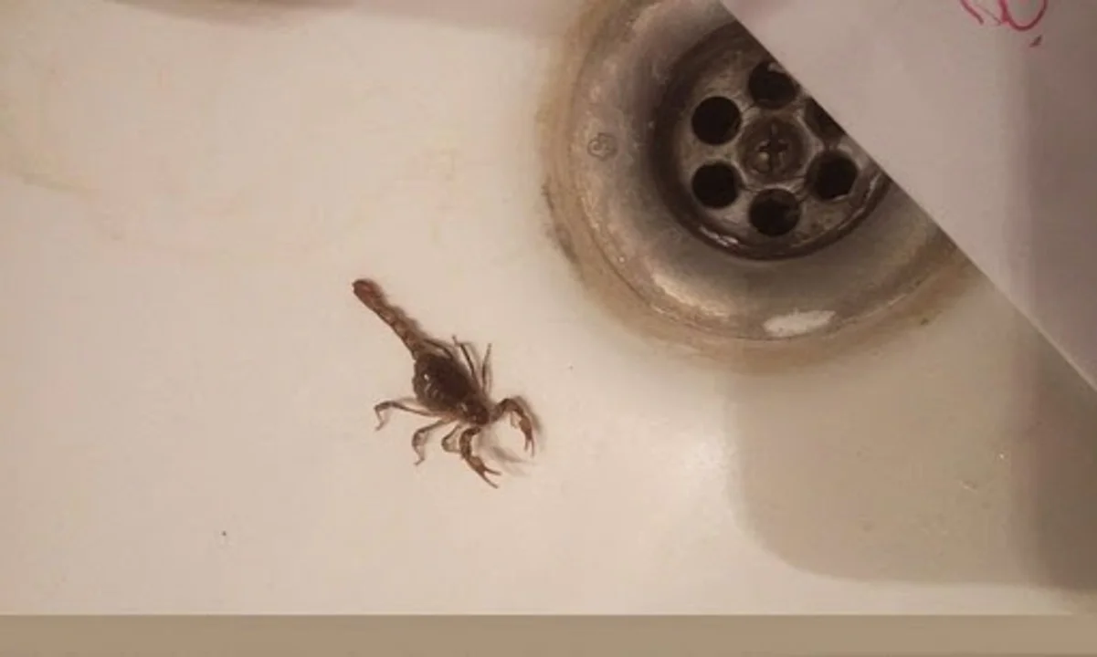 Los alacranes suelen ser de hábitos nocturnos.