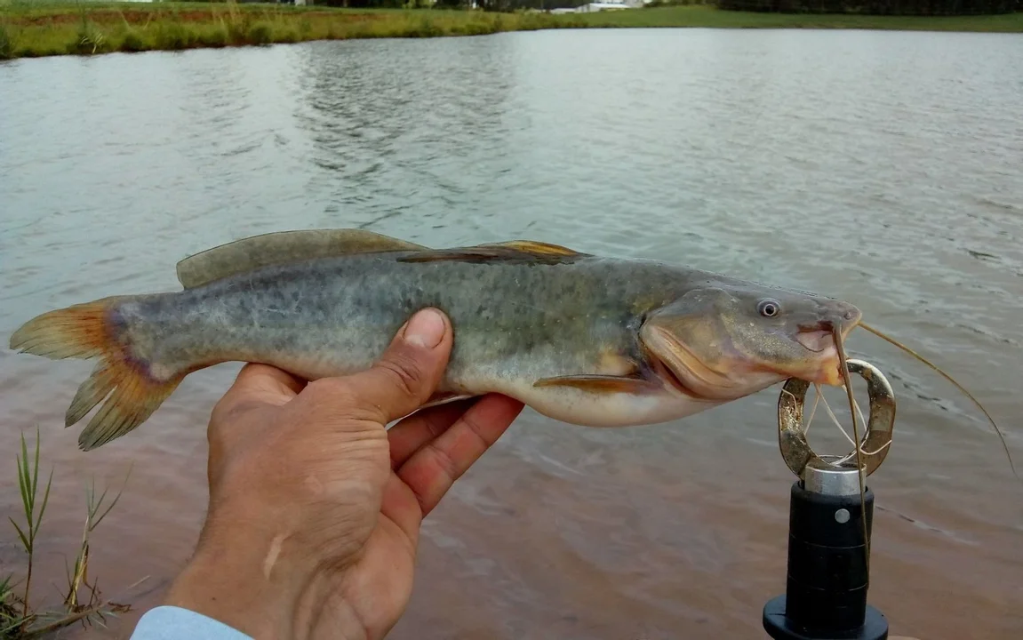 Buscan a esta especie de bagre en la cuenca del Pavón; del Saladillo y del Carcarañá.