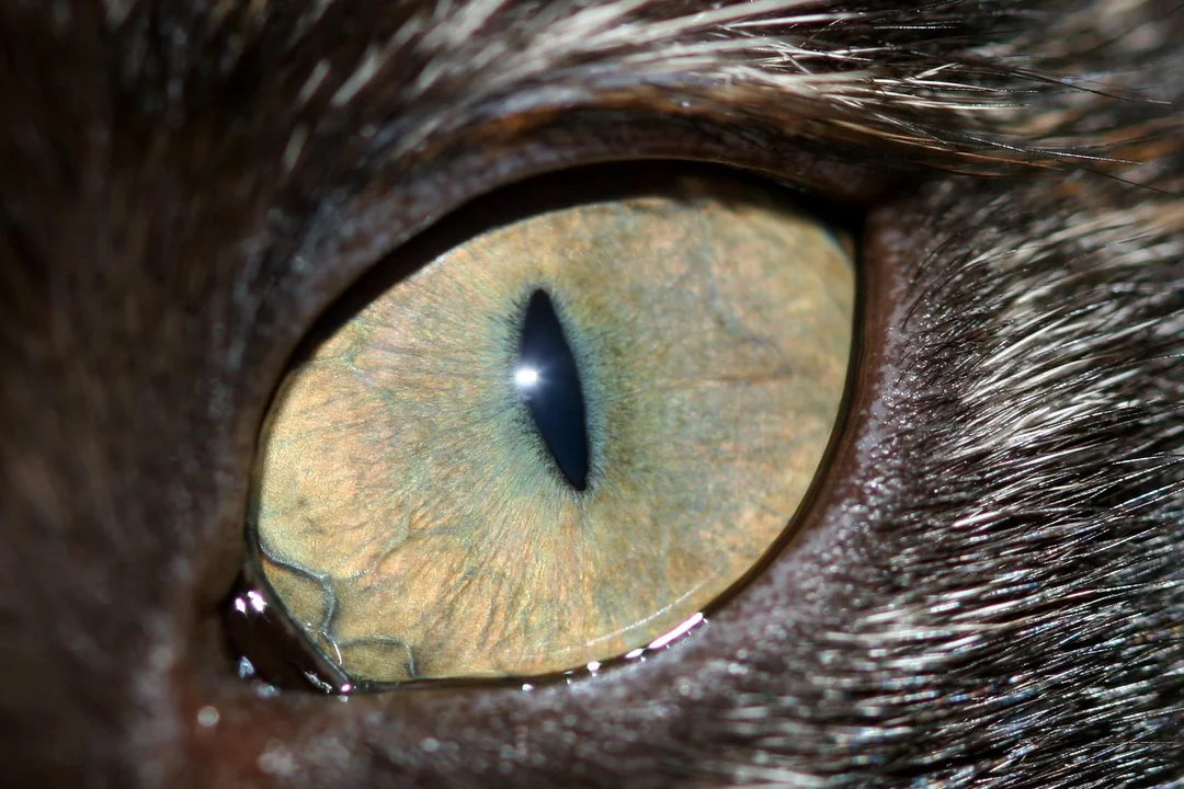La Facu de Veterinarias adornará su Hospital Escuela con fotografías de animales