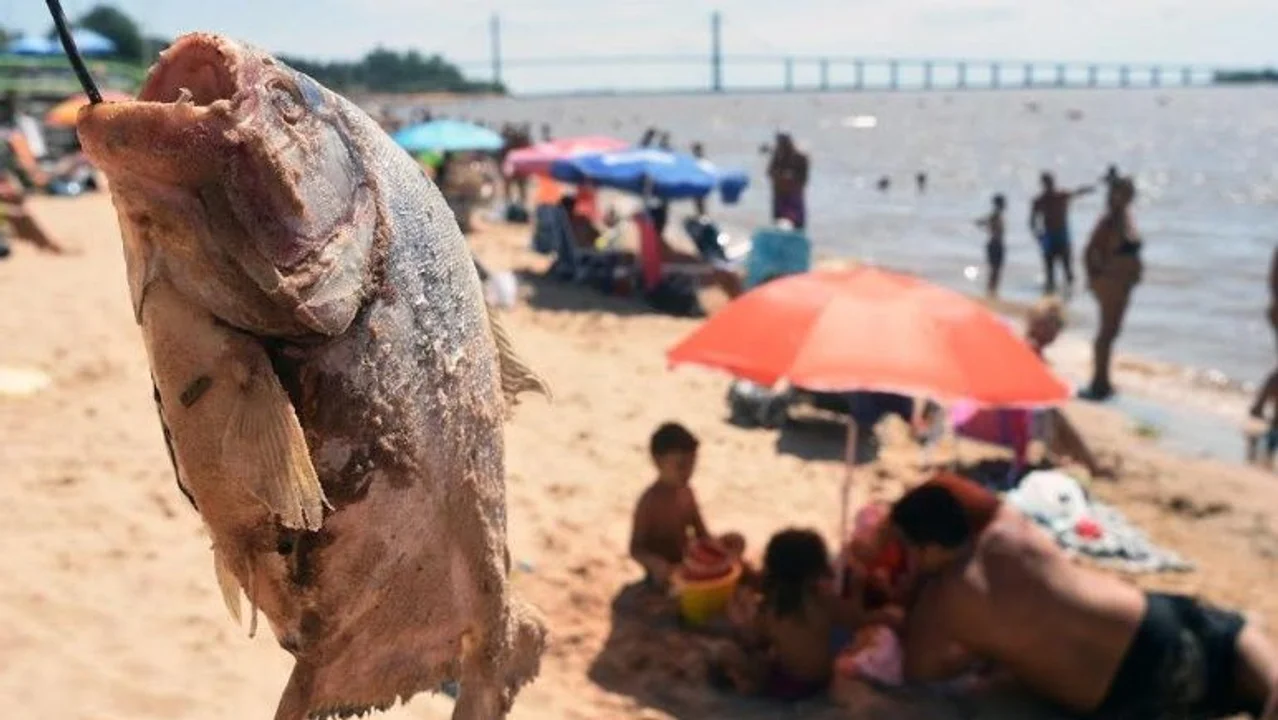 Volvieron los ataques de palometas y piden cuidado con los más chicos
