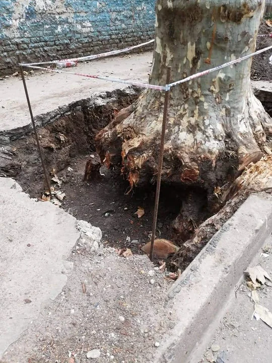 Exigen que se detenga la extracción y poda de árboles frente a escuelas