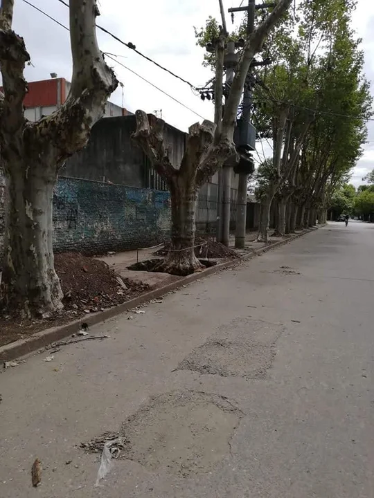 Exigen que se detenga la extracción y poda de árboles frente a escuelas