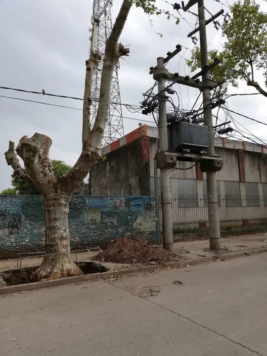 Exigen que se detenga la extracción y poda de árboles frente a escuelas
