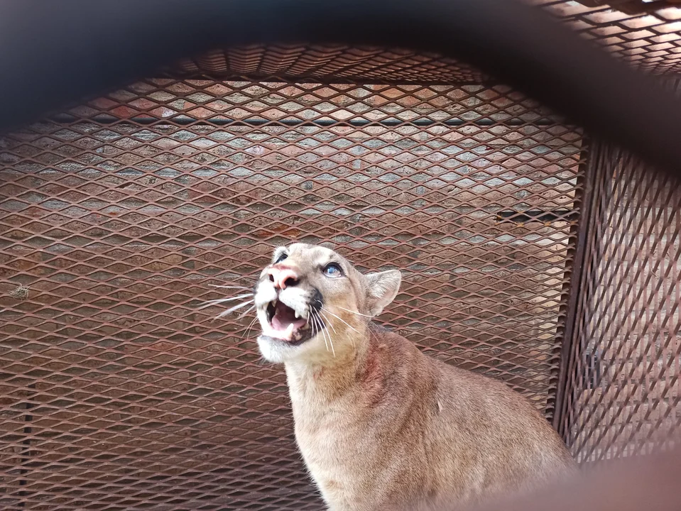 El tan mencionado animalito será devuelto a su hábitat natural.