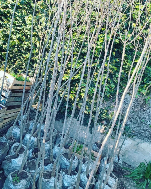 Arequito fomenta la forestación con un programa bien verde