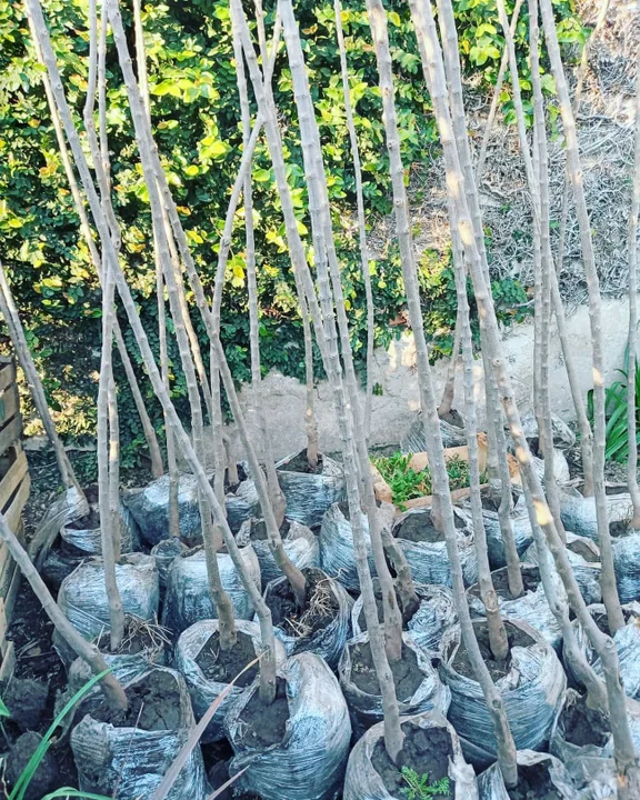 Arequito fomenta la forestación con un programa bien verde