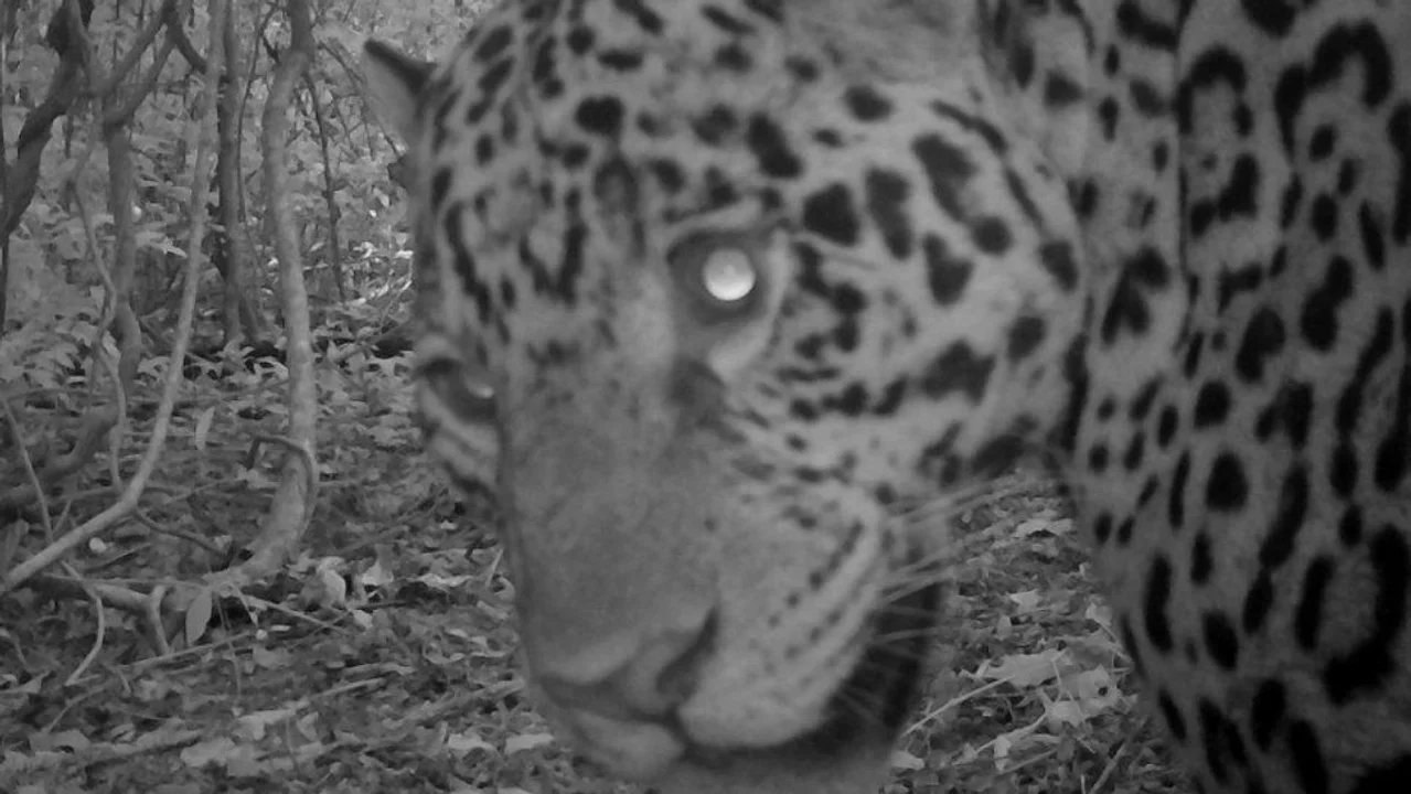 Dos nuevos yaguaretés fueron vistos en los bosques protegidos de Jujuy