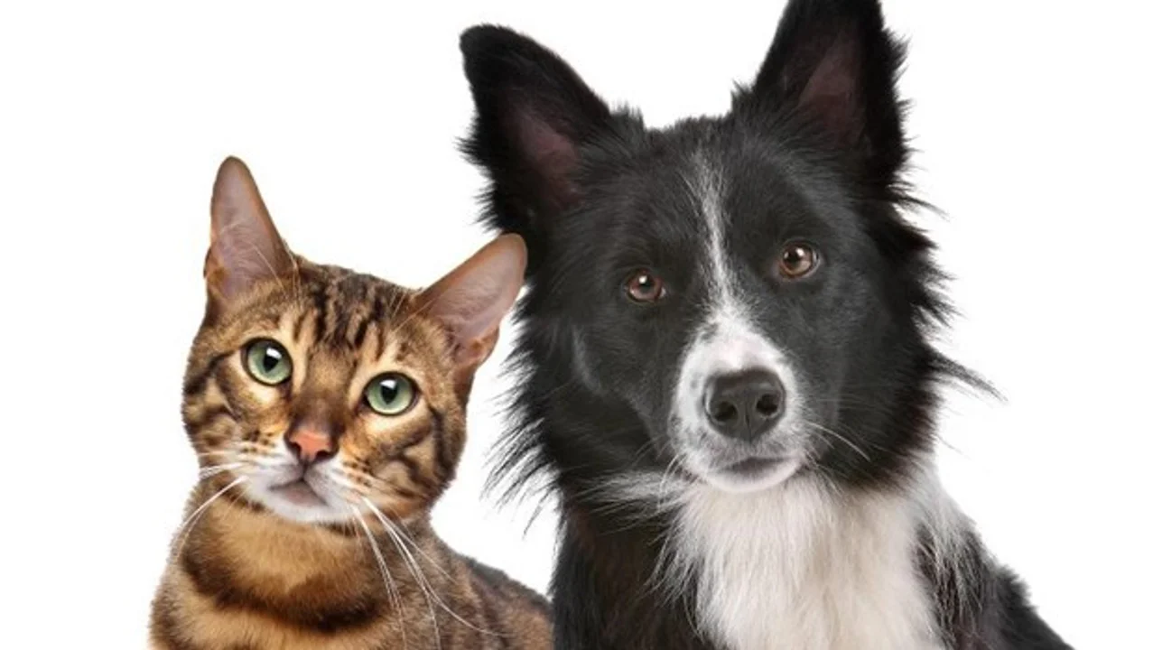 Dónde y cuándo vacunar a tus mascotas este mes