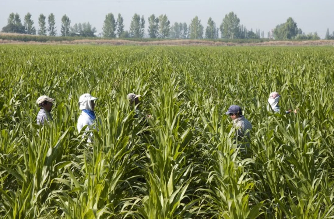 Imputaron a directivos de una agropecuaria por explotación de trabajadores