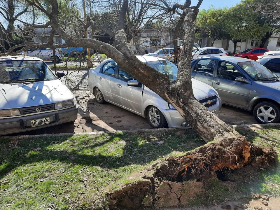 Un vehículo estaba estacionado frente al hospital San Carlos cuando una gran planta, se desplomó sobre el rodado