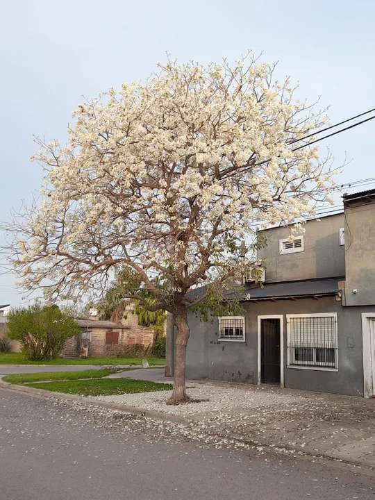 La hermosa imagen que muestra un Lapacho blanco en Casilda
