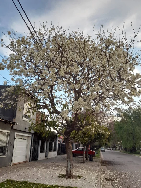 Arribó la primavera y la Asociación Civil Casildense de Pesca y Conservación publicó fotos sobre una llamativa y radiante planta que se encuentra en la zona urbana de la ciudad