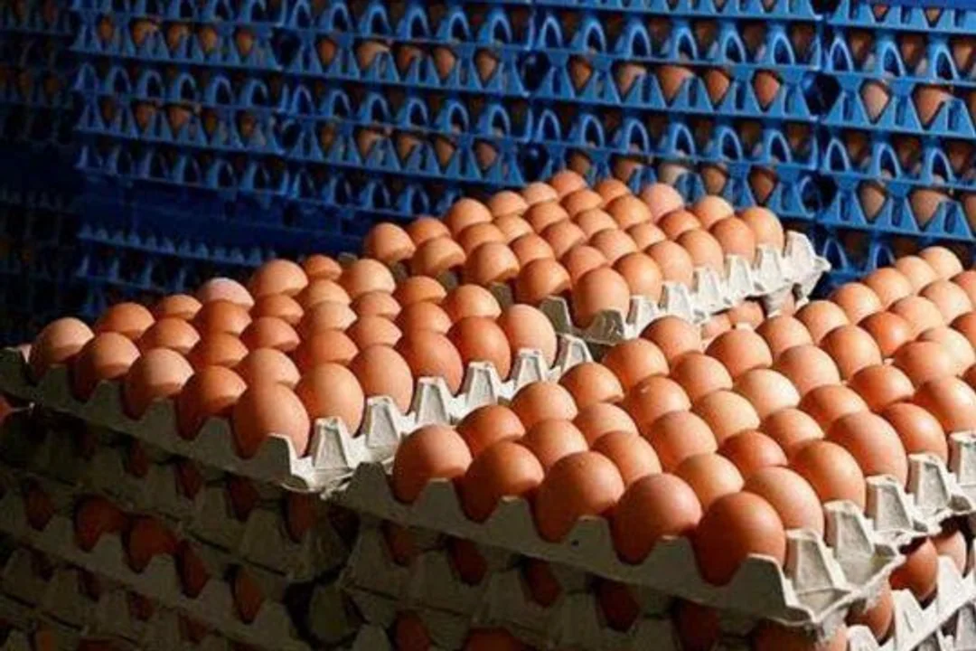 Organizaciones promueven una ley de etiquetado sobre el origen de los huevos