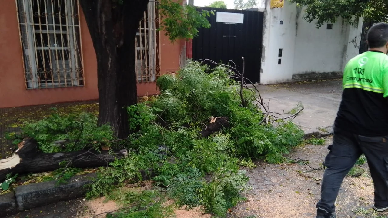 Temporal en Rosario: múltiples reclamos por árboles caídos, cables y columnas