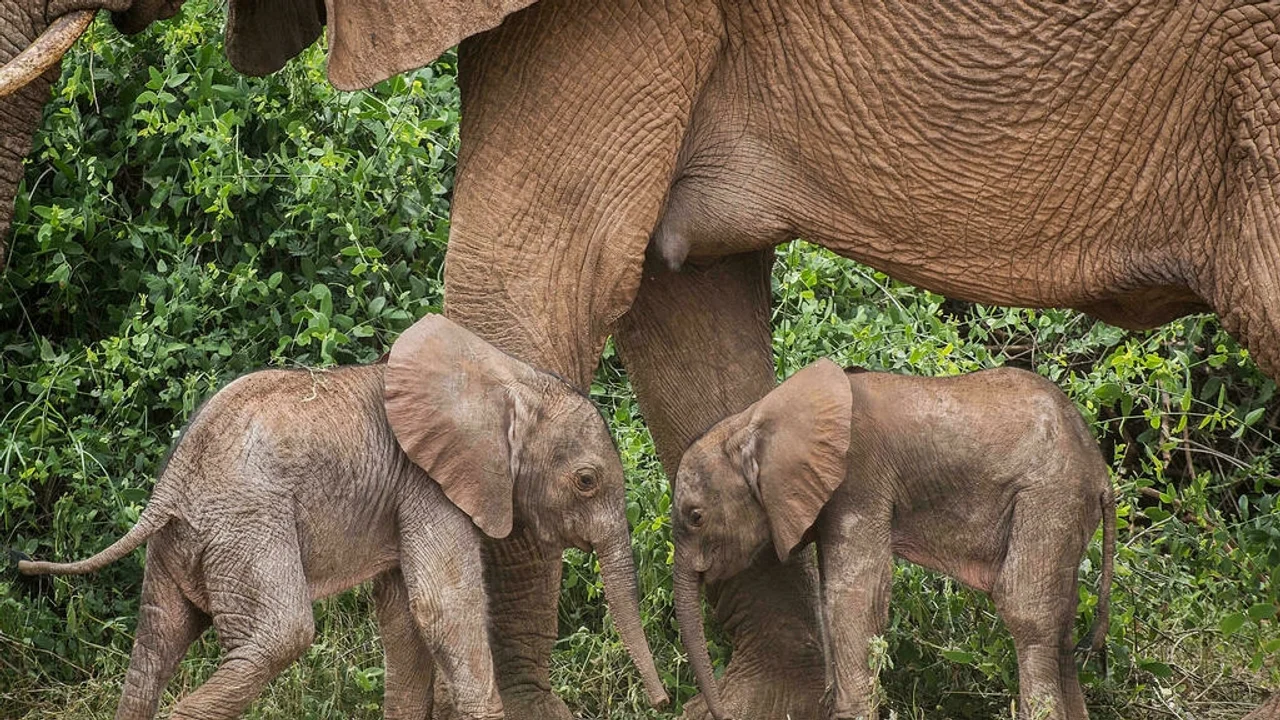 Inusual nacimiento de elefantes gemelos en Kenia