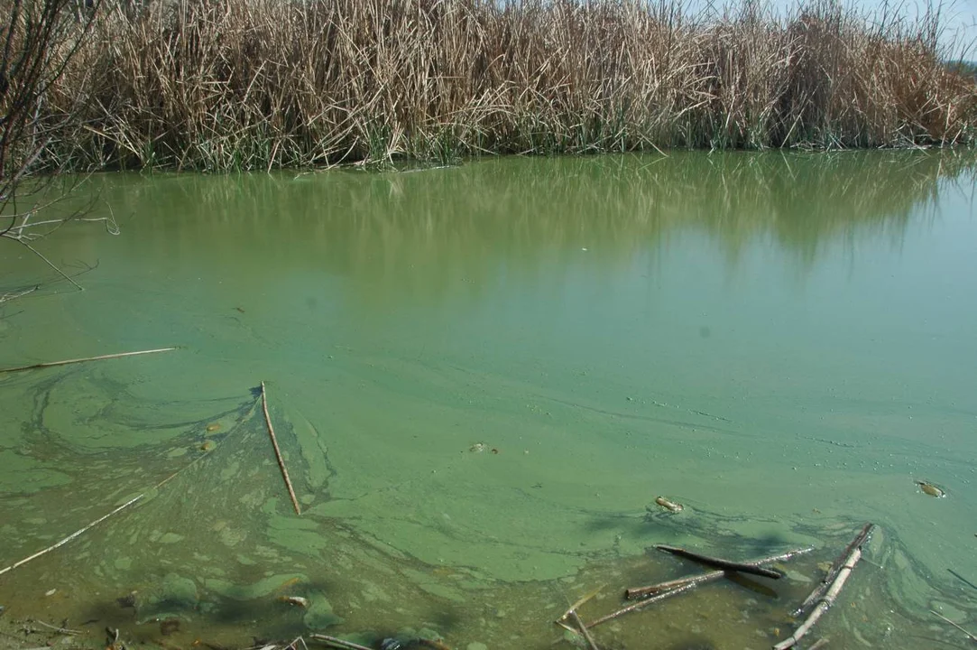 Advierten por la presencia de cianobacterias en aguas recreativas de Santa Fe